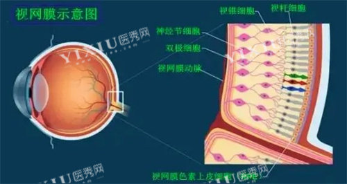 视网膜示意图