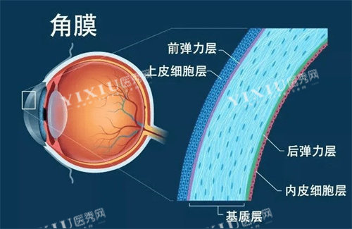 角膜
