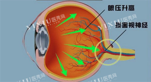 视神经结构