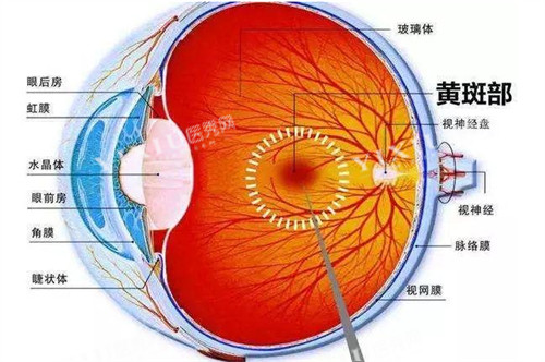 黄斑眼病的所在位置图解