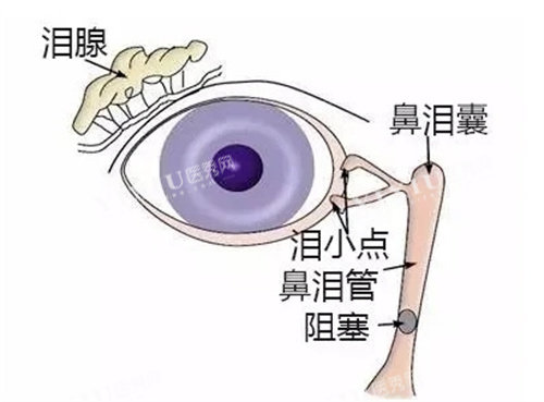 眼睛泪道结构图